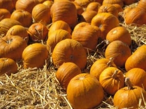 Pumpkins 1